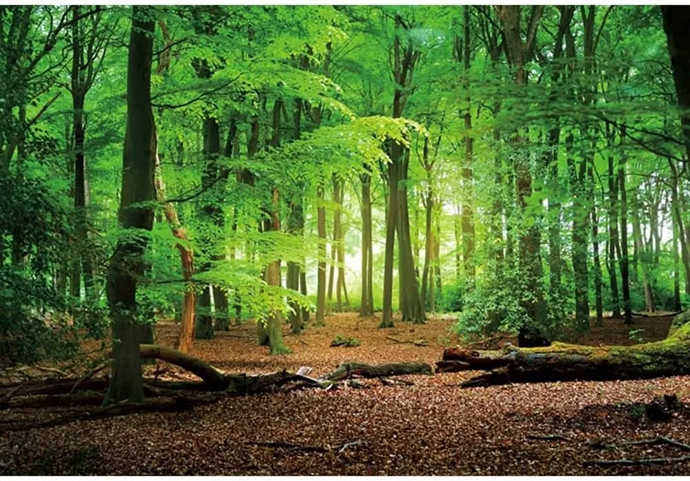 10x8ft Spring Green Forest Backdrop Jungle Forest Trees Natural Scenery Photography Background for Camping Themed Baby Shower Party Decor Kids Adults Portrait Photo Studio Props Wallpaper