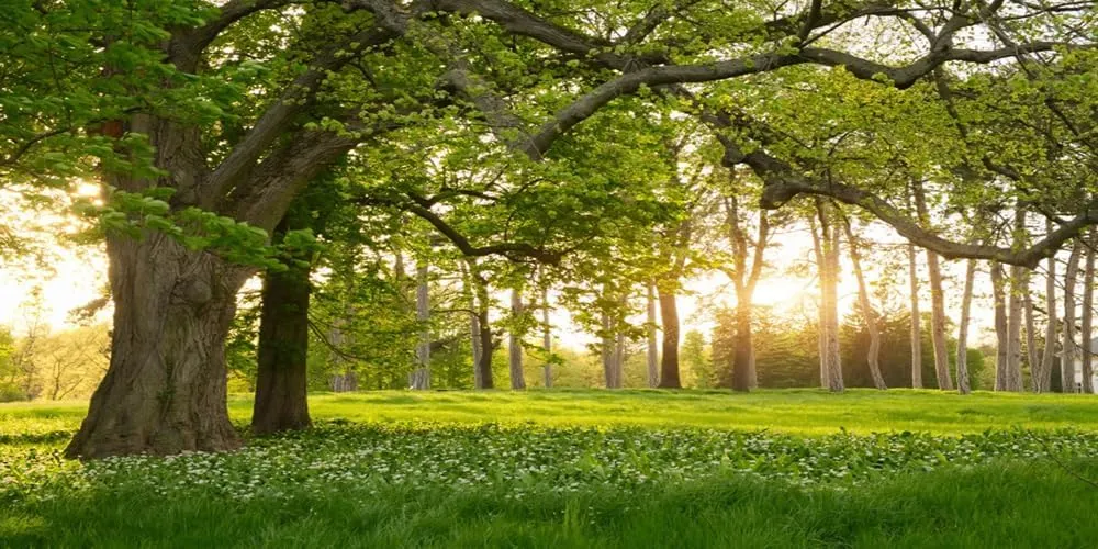 8x4ft Rural Forest Trees Backdrops Spring Blooming Flowers Green Grassland Nature Scenery Photography Background for Kids Adults Family Picnic Camping Outdoor Travel Portraits Studio Props