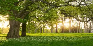 8x4ft Rural Forest Trees Backdrops Spring Blooming Flowers Green Grassland Nature Scenery Photography Background for Kids Adults Family Picnic Camping Outdoor Travel Portraits Studio Props