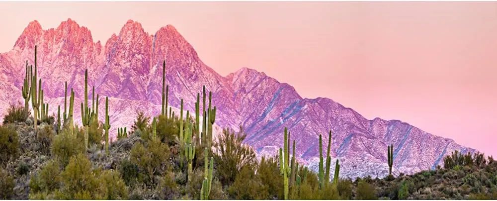 AOFOTO 10x5ft Plateau Snow Mountain Desert Cactus Backdrop for Photography Western Wild Natural Landscape Pine Trees Green Large Prickly Cholla Photo Background Men Boy Photo Studio Props Vinyl