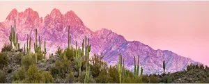 AOFOTO 10x5ft Plateau Snow Mountain Desert Cactus Backdrop for Photography Western Wild Natural Landscape Pine Trees Green Large Prickly Cholla Photo Background Men Boy Photo Studio Props Vinyl