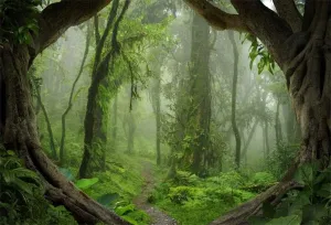 AOFOTO 12x8ft Forest Backdrop Tropical Jungle Rainforest Backdrops for Photography Enchanted Fairytale Misty Deep Green Trees Pathway Background Nature Picnic Camping Boy Adventure Photo Studio Props