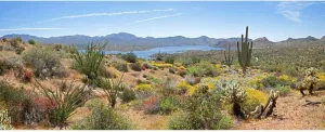 AOFOTO 15x8ft Colorful Plants Tall Large Prickly Cholla Photo Background Plateau Mountain Lake Saguaro Cactus Wild Bush West Nature Scenery Landscape Backdrop for Photography Wall Art Print Decor