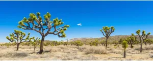 AOFOTO 15x8ft Western Plateau Blue Sky Desert with Saguaro Cactus Photo Background Desert Sand Dunes Wild Bush Weeds Nature Scenery Landscape Wall Art Print Decor Banner Backdrop for Photography