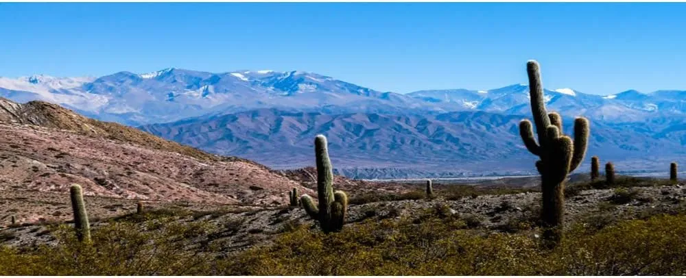 AOFOTO 20x10ft Plateau Desert Cactus Backdrop for Photography Western Blue Sky Snow Mountain Natural Landscape Arid Area Green Large Prickly Cholla Photo Background Men Boy Photo Studio Props Vinyl