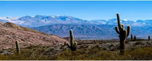 AOFOTO 20x10ft Plateau Desert Cactus Backdrop for Photography Western Blue Sky Snow Mountain Natural Landscape Arid Area Green Large Prickly Cholla Photo Background Men Boy Photo Studio Props Vinyl