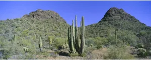 AOFOTO 20x10ft Saguaro Cactus Arizona Plateau Landscape Backdrop for Photography Outdoor Hiking Green Trees Wild Bush Tall Prickly Cholla Photo Background Adult Portrait Party Banner Wall Decor Prop