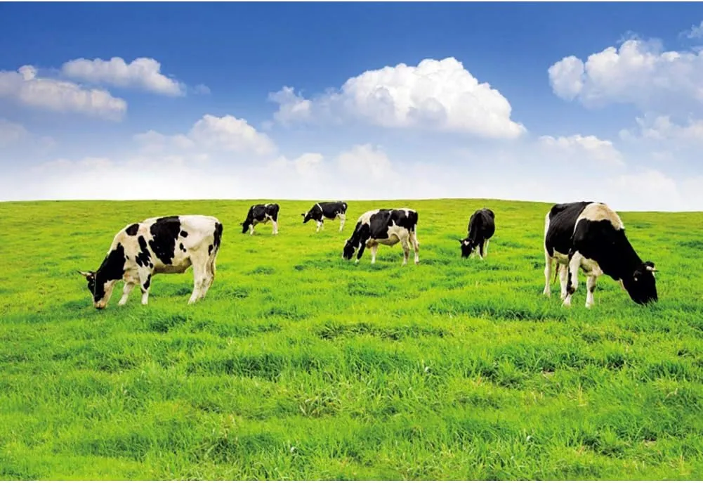 AOFOTO 7x5ft Nature Spring Scene Backdrop Cow Meadow Blue Sky Plateau Photography Background White Cloud Pasture for Photoshoot Photo Booth Studio Kids Adults Portrait Shooting Prop