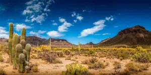 Sandstone Desert Mountain Backdrops,Yeele 10x5ft Vinyl Blue Sky White Clouds Cactus Nature Landscape Photography Background,Wilderness Hiking Mountain Baby Photo Video Shoot Studio Props