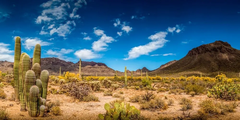 Sandstone Desert Mountain Backdrops,Yeele 10x5ft Vinyl Blue Sky White Clouds Cactus Nature Landscape Photography Background,Wilderness Hiking Mountain Baby Photo Video Shoot Studio Props