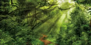 Yeele 15x8ft Jungle Forest Backdrop Spring Enchanted Forest Dirty Road Sunshine Natural Scenery Photography Background for Camping Hiking Rainforest Themed Birthday Party Decor Photo Booth Props