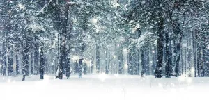 Yeele 15x8ft Winter Scene Backdrop White Snow Pine Tree Ice and Snow World Photography Background Children Adult Portrait Shooting Vinyl Wallpaper Winter Theme Party Home Decorations Photo Booth Props