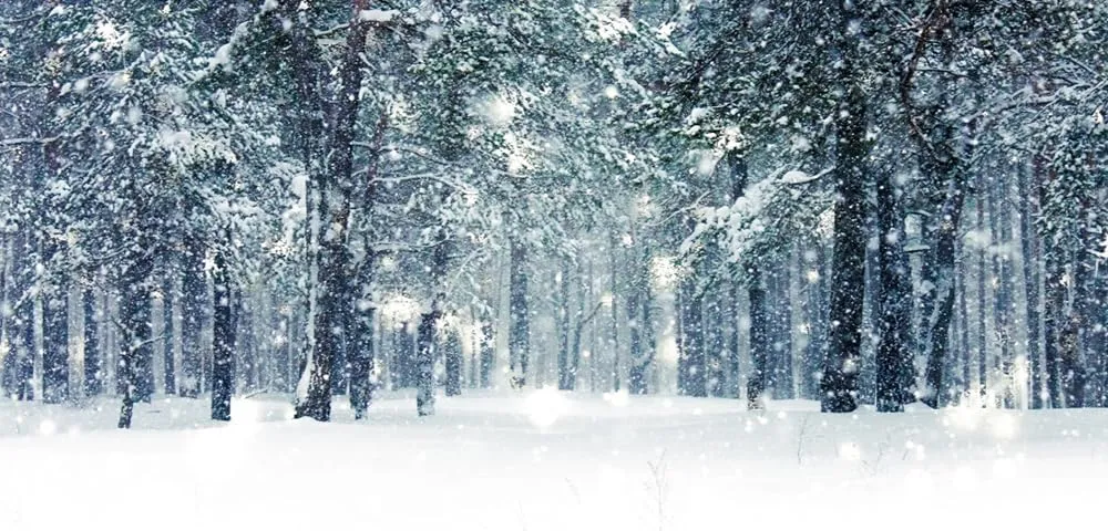 Yeele 15x8ft Winter Scene Backdrop White Snow Pine Tree Ice and Snow World Photography Background Children Adult Portrait Shooting Vinyl Wallpaper Winter Theme Party Home Decorations Photo Booth Props