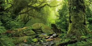 Yeele 20x10ft Spring Forest Natural Scenery Backdrop Jungle Rock Stream Green Trees Photography Background Adult Adventure Kids Baby Portrait Shooting Large Vinyl Wallpaper Photo Booth Studio Props